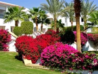 Sharm Dreams Resort 5*
