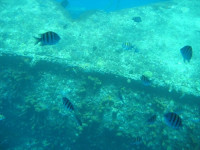 Aruba Beach Villas