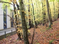 Stadion Lesny 