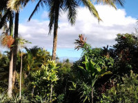 Lava Tree Tropic Inn