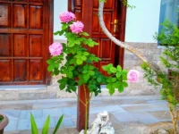 Koray Hotel 