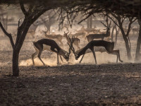 Anantara Sir Bani Yas Island Al Yamm Beach Villa Resort