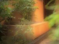 Crown Guest House 