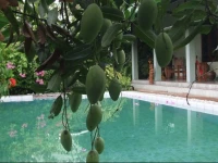 Rumah Sawah 2*