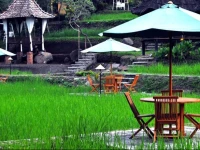 Paddy City Resort 