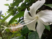 Happy Flower Resort 1*