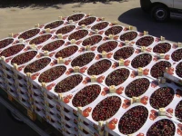 B&amp;B Cherryfarm 