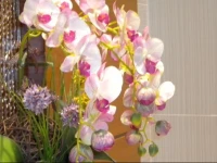 Harbour Hotel Hong Kong 3*