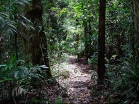 Springbrook Lyrebird Retreat 4*