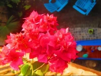 B&B Oasis Colibri 