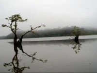 Amazon Jungle Resort 