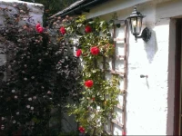 Whitestone Cottage 