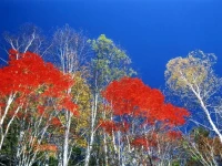 Yoshinotei 
