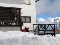 White Rabbit Madarao 