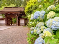 Sojiin 