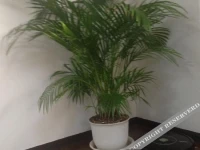 Osaka Tenma House 1*