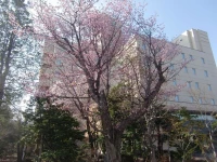 hotel miura kaen 
