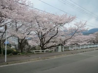 Hana No Shizuku 