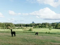 Blackwattle Farm 