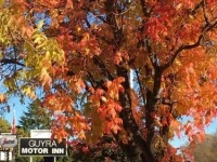 Guyra Motor Inn 