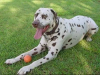 Tropical Coast Retreat - Pet Friendly 