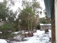 Hobart Bush Cabins 