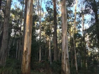 Fernglen Forest Retreat 