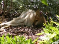 Wallaby Ridge Retreat 