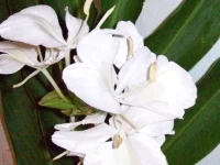 Coral Sea Retreat Bed and Breakfast 