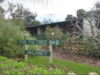 The Fig Tree B&B 