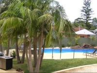 Koala Tree Motel 