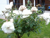 Polderhouse 
