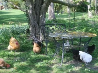 Adstock House B&B 