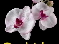 Orchidee 