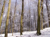 Fox Inn 