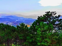 Pine Hill Homestay Dalat 
