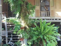 Hoa Ban Homestay 