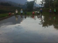 Dang Phung Homestay 
