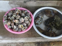 Island Smiles Homestay 