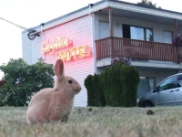 Skylite Motel 
