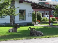 Mountain Springs Motel 