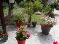 Drosia Apartments 