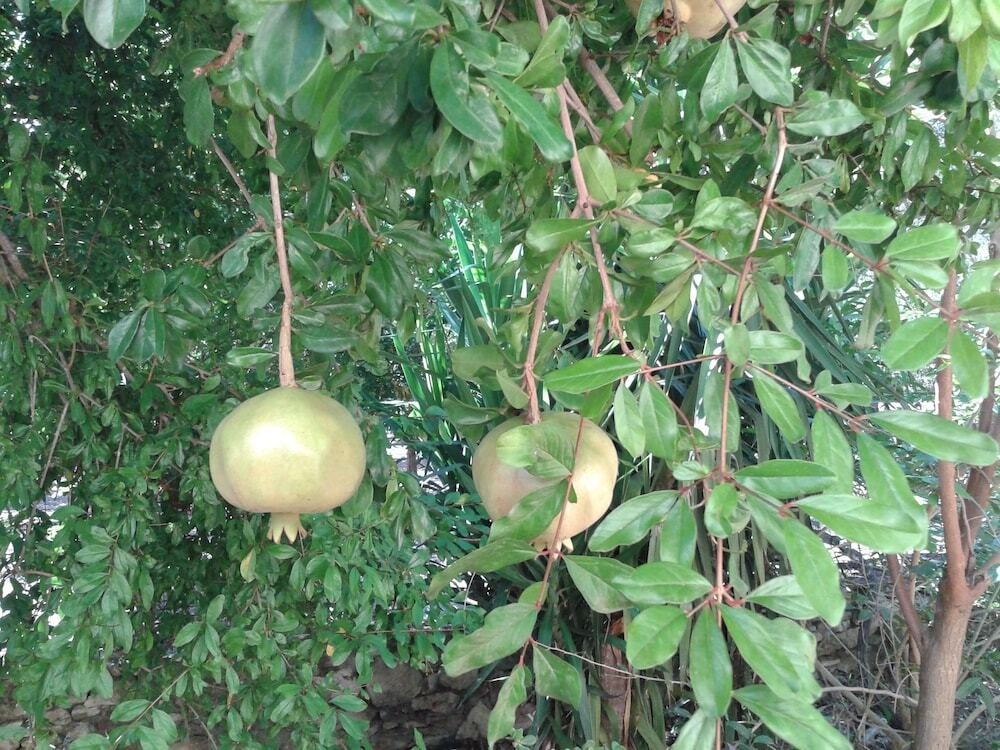 Ktima Tzamika 