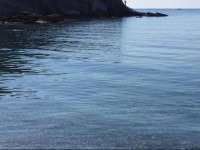Elenas beach garden