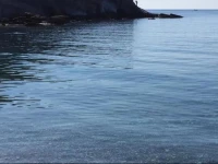 Elenas beach garden 
