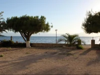 Finikas 