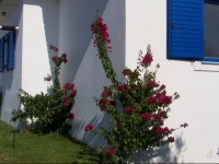 Villa Poli Orea 