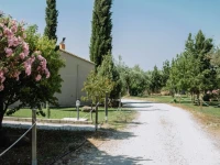 Socrates Organic Village - Wild Olive 