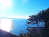 Grand View Rhea 