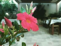 Hotel Mochlos 